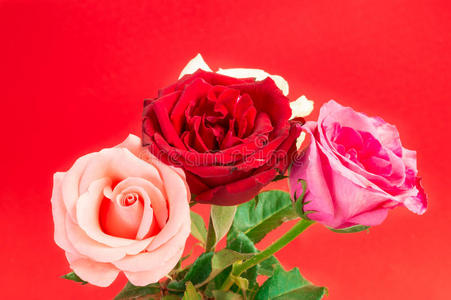 不同颜色的玫瑰在红色的黑色地上