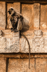 灵长类动物 动物 叶猴 寺庙 储备 帝国 国家的 假日 亨比