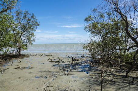 假期 红树林 绿松石 环境 森林 岩石 海岸线 海滩 旅行