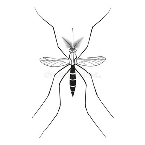 昆虫 疾病 人类 偶像 流行病 健康 疟疾 感染 爆发 控制