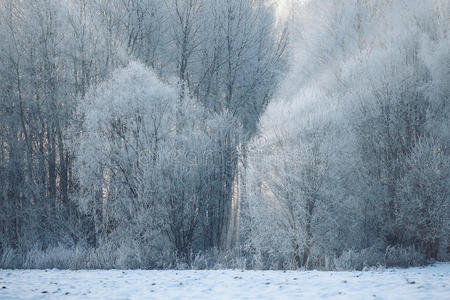 美丽的 场景 风景 冻结 雪堆 寒冷的 雾凇 自然 季节