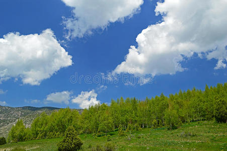 田园诗 土地 风景 植物区系 农场 国家 自由 峡谷 桦木