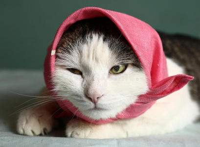 戴头巾的猫，粉红色披肩，特写肖像