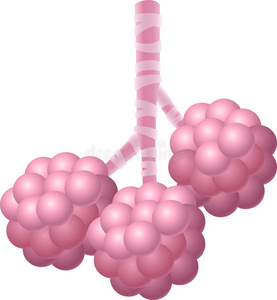 白色背景上孤立的人类肺泡的卡通插图照片