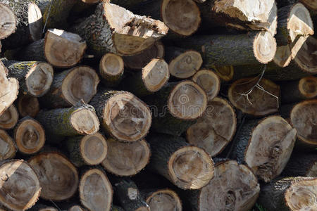 制造业 古老的 树皮 特写镜头 登录中 材料 树叶 木材