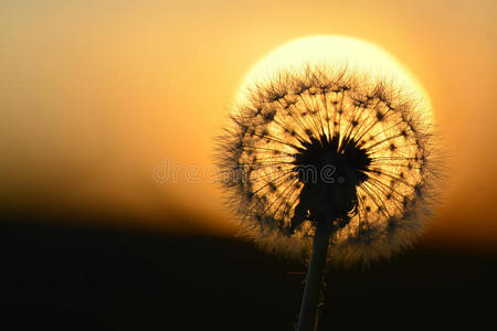 在阳光下与种子的细节 照片