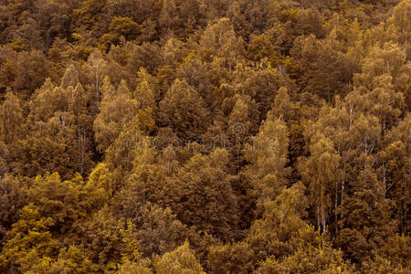 全景 风景 高的 天空 落下 纹理 秋天 松木 自然 公园