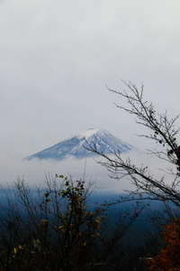 日本人 日本 樱花 风景 开花 火山 富士 地标 美丽的