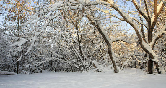 覆盖着雪的树枝。