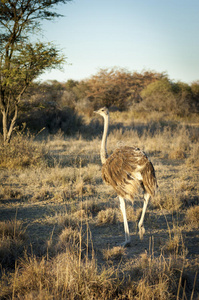 脖子 自然 鸵鸟 游猎 动物 公园 野生动物 骆驼 南方