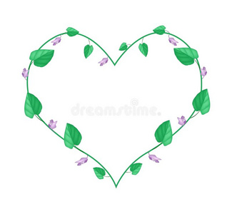 毛白草植物呈心形照片