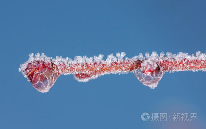 阳光 特写镜头 天气 天空 冬天 美女 季节 光秃秃的 自然