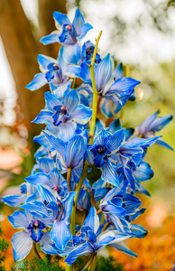 花园里美丽的蓝色兰花. 蓝色蝴蝶兰.照片