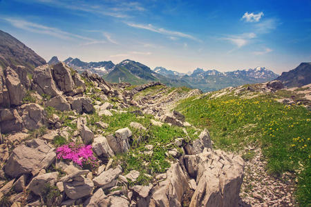 阿尔伯格 全景图 地标 风景 高的 奥地利 小腿 乡村 草地