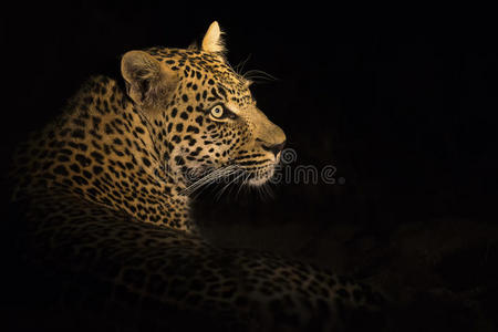 暗地里 美丽的 食肉动物 野兽 危险 黑豹 猫科动物 夜间活动