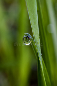 一滴雨水挂在草地上