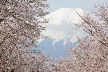 富士山樱花