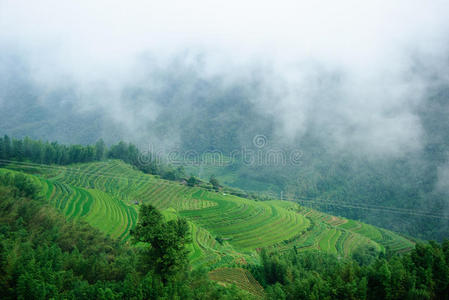 自然 桂林 薄雾 瓷器 夏天 森林 梯田 乡村 农业 风景