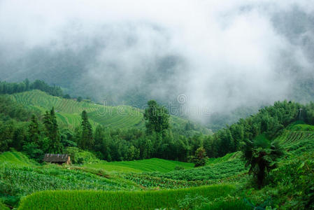 梯田 森林 薄雾 自然 领域 乡村 场景 桂林 美丽的 农业