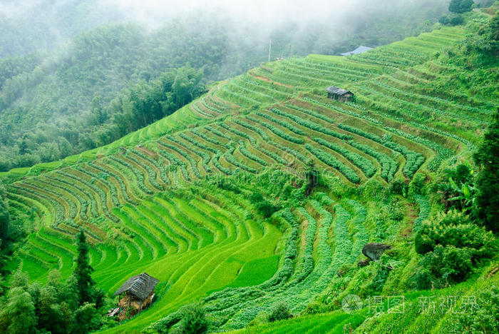 风景 瓷器 森林 夏天 农业 桂林 场景 自然 领域 薄雾