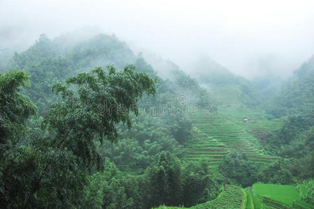 薄雾 夏天 美丽的 乡村 梯田 领域 农业 场景 风景 森林