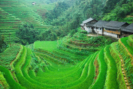 夏天 桂林 森林 风景 乡村 瓷器 美丽的 农业 薄雾 场景