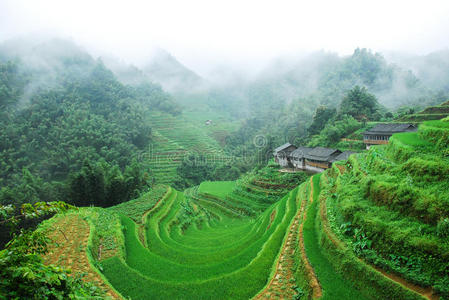 森林 风景 薄雾 桂林 瓷器 农业 领域 自然 场景 美丽的
