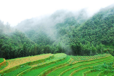 乡村 桂林 夏天 森林 场景 瓷器 梯田 风景 美丽的 薄雾