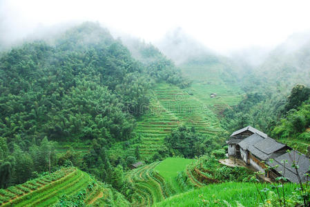 农业 场景 瓷器 夏天 桂林 森林 美丽的 风景 梯田 薄雾