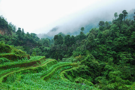 领域 场景 农业 梯田 夏天 乡村 自然 森林 桂林 美丽的