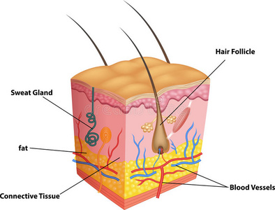 卡通插图的层层皮肤和毛孔解剖