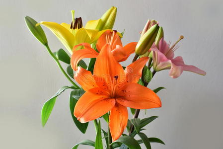 大自然的颜色,美丽的彩色百合花隔离在白色的背景上照片