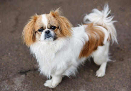 年轻北京狗图片