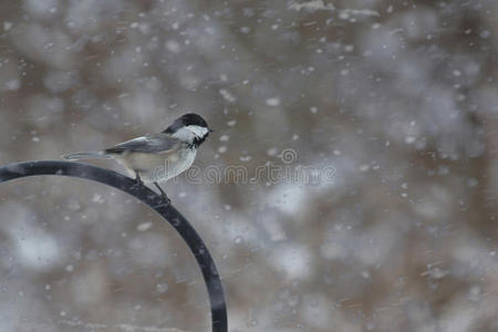 英雄 封顶 暴风雪 鸟类 动物 羽毛 自然 狂风 冬天 寒冷的