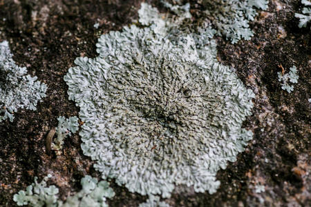 古老的 花岗岩 自然 颜色 纹理 苔藓 植物区系 照片 岩石