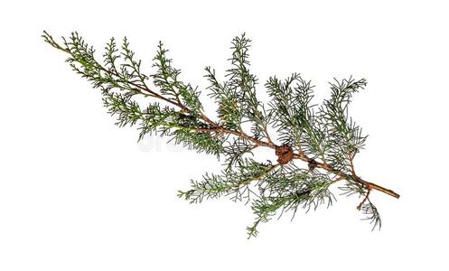 祁连山圆柏图片