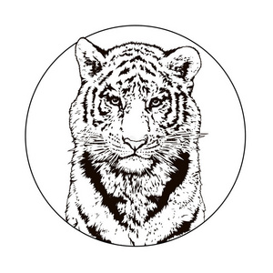 孟加拉虎的图形绘制. 野生动物. 大猫照片