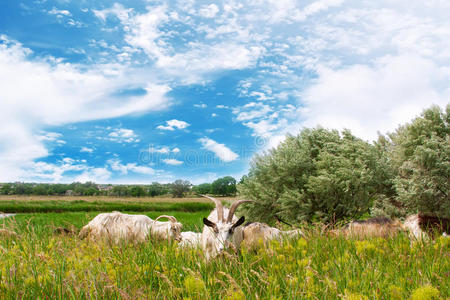 山羊在田里放牧。