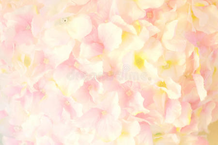 玫瑰 粉红色 自然 美丽的 植物区系 庆祝 夏天 春天 柔和的