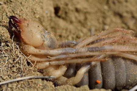 malleoli雌性骆驼蜘蛛(solifuge)准备产卵照片