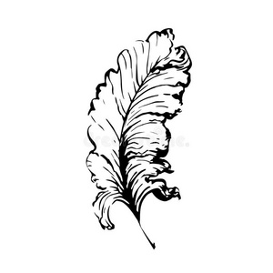 手绘鸟羽毛,知识的象征,写作和学习. 矢量黑白插图的复古风格照片