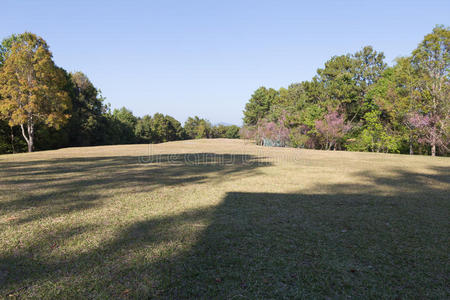 草坪 植物 自然 公园 院子 美丽的 夏天 外部 环境 风景