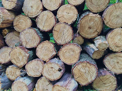 木柴 日志 复制 交易 林地 木桩 橡树 材料 木材 自然