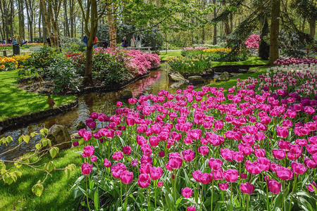荷兰著名的基肯霍夫公园盛开的花朵