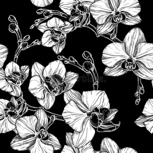 黑白无缝图案与手绘兰花花