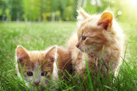 绿草地上的两只小猫