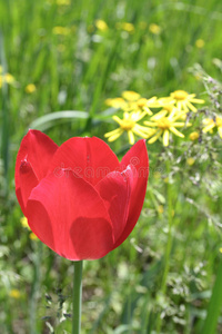 花园里的红郁金香