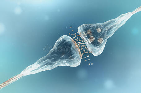 人类 生物学 神经元 损失 解剖 枝晶 轴突 免疫学 神经