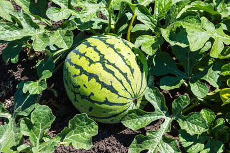 青瓜地上的西瓜照片