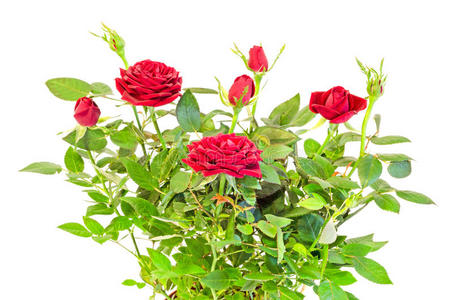 深红色玫瑰花丛,有花蕾,绿叶,特写照片